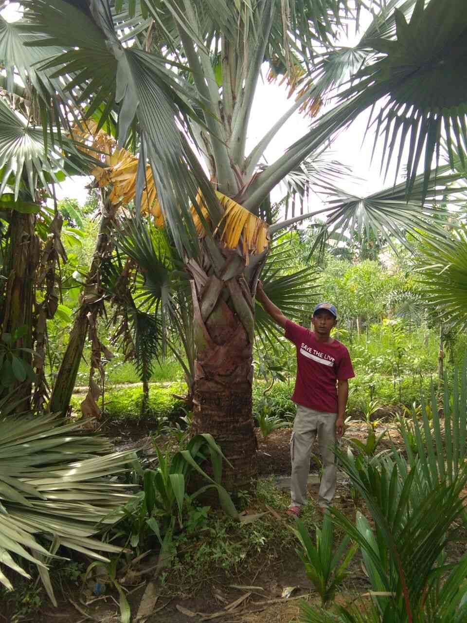 Jual pohon palem bismarkia 081292127731