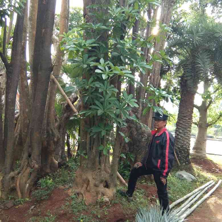 Jual pohon pule 081292127731