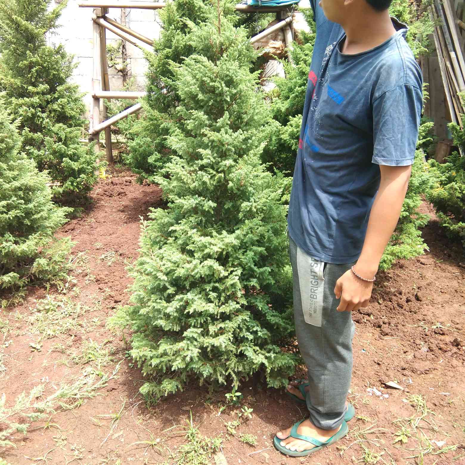 Jual cemara pua pua 081292127731