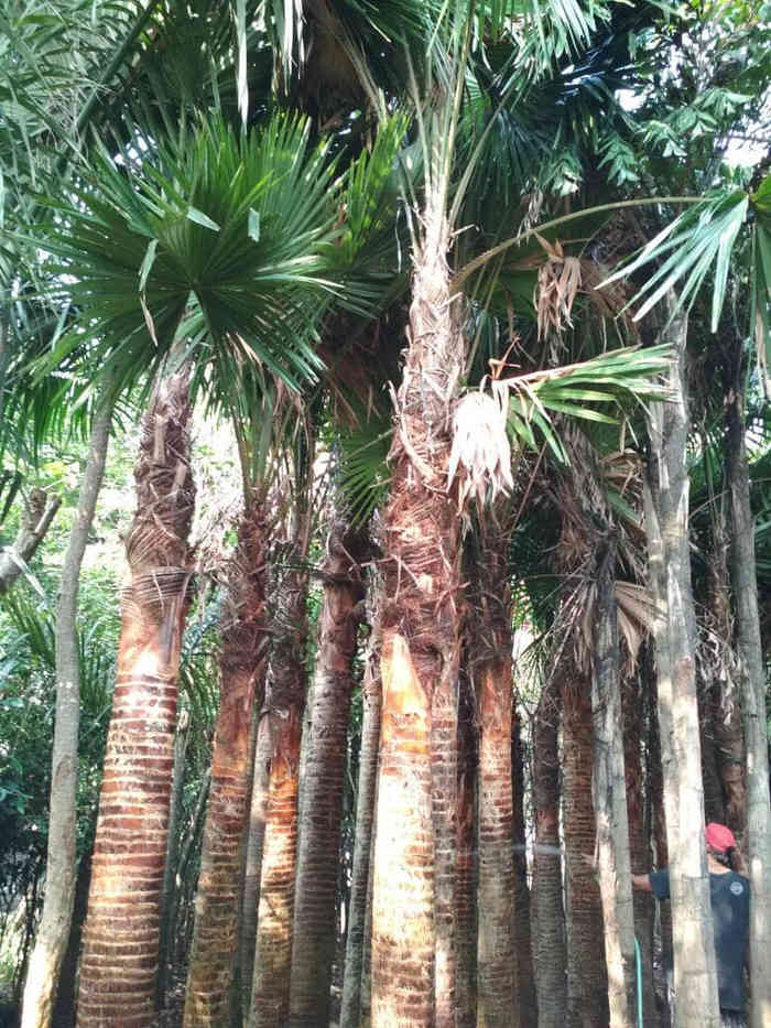 Jual pohon palem sadeng 081292127731