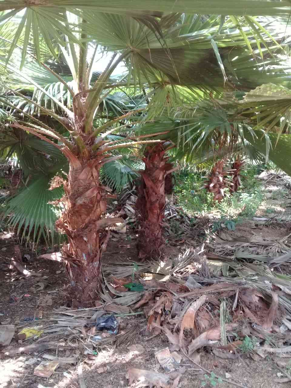 Jual pohon palem sadeng 081292127731