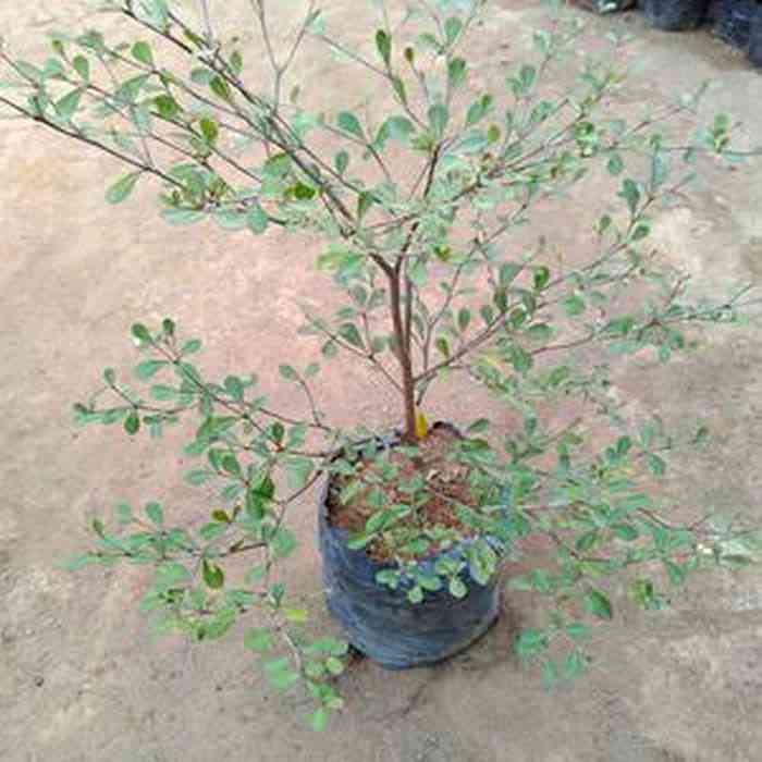 Jual pohon bibit ketapang kencana 081292127731