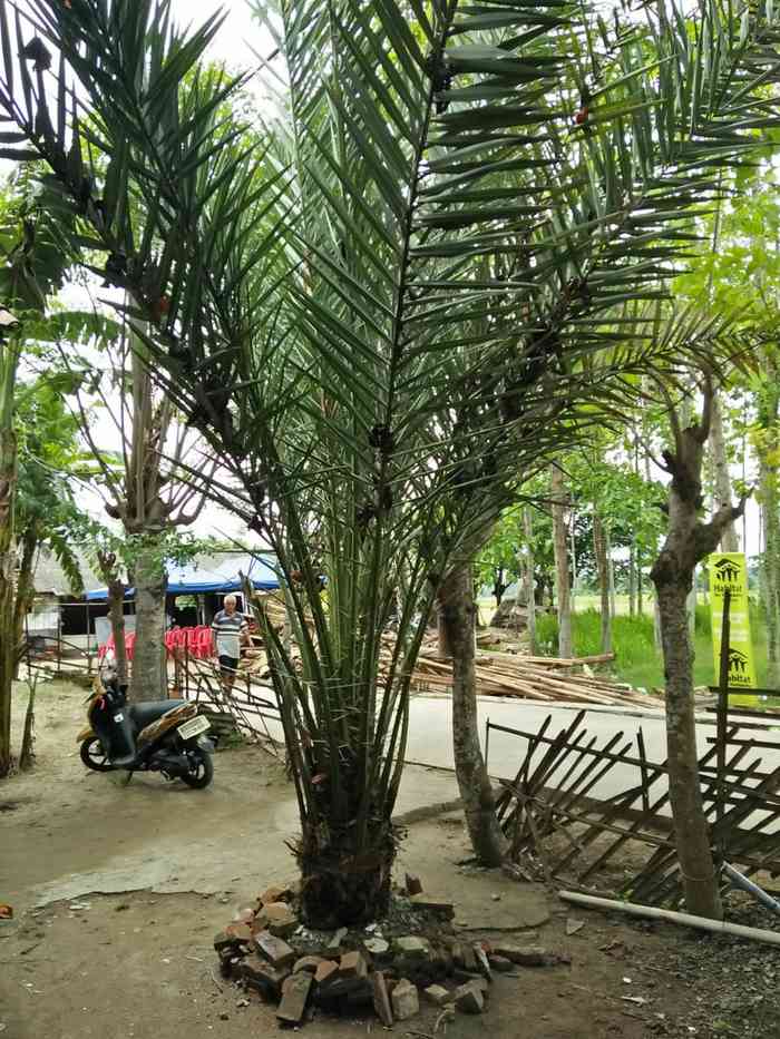 Jual pohon palem kurma 081292127731