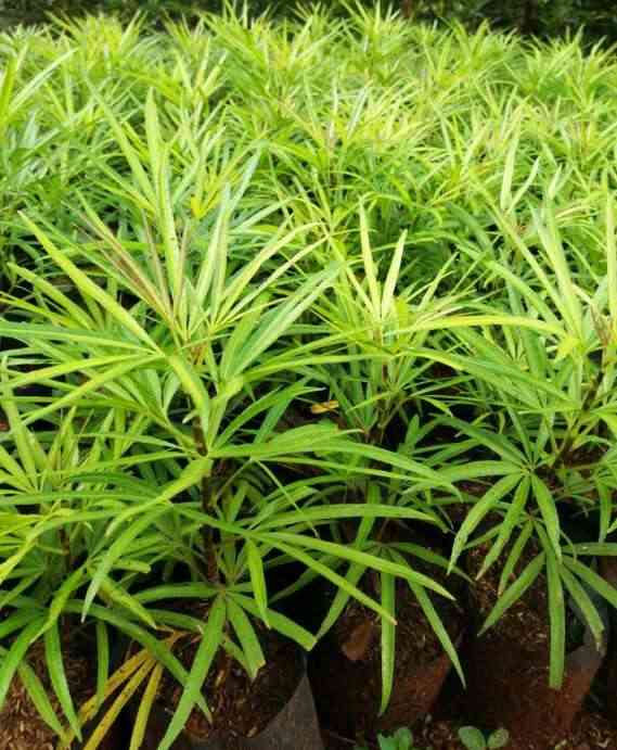 Jual pohon ararea murah 081292127731