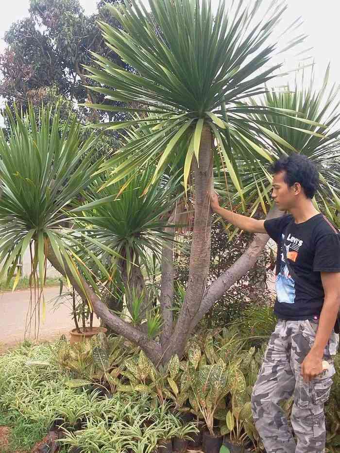Jual pohon pandan bali 081292127731