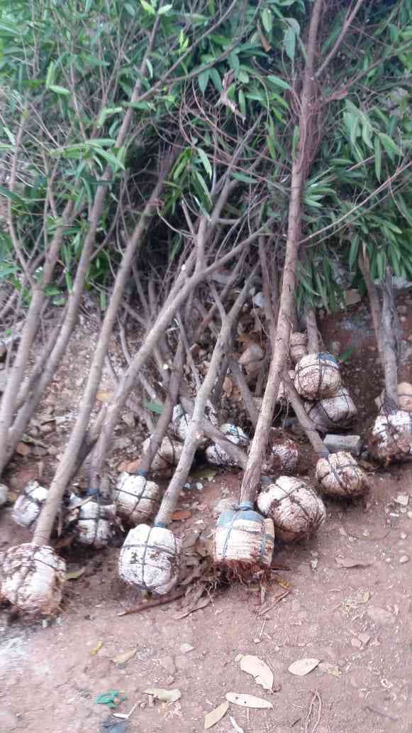 Jual pohon beringin keraton.081292127731