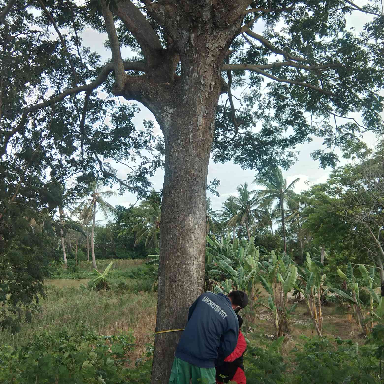 Jual pohon trembesi besar 081292127731