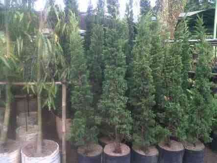 Jual pohon cemara tretes.cemara lilin 081292127731