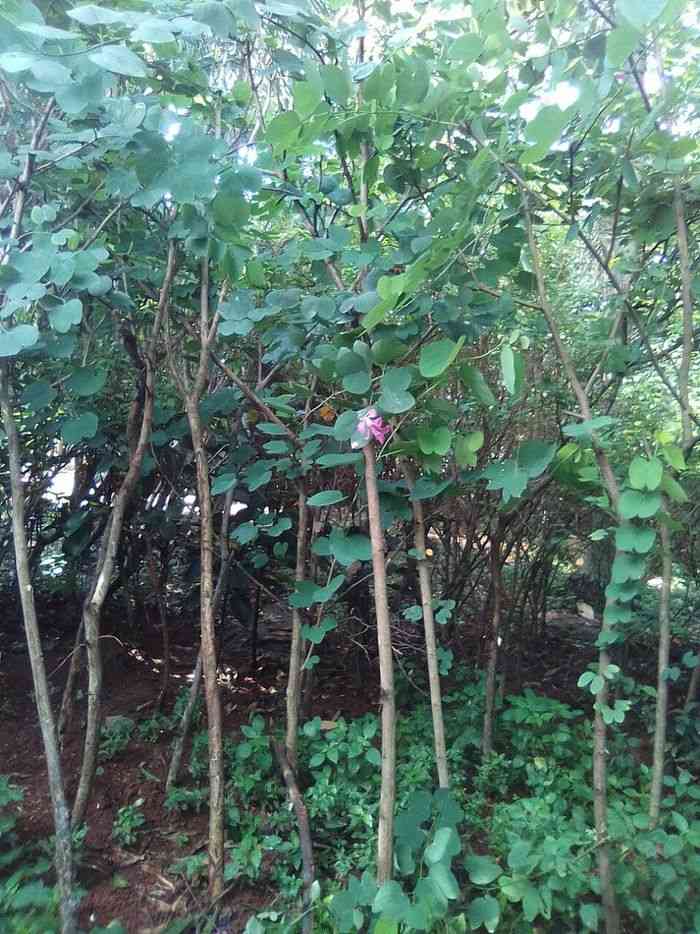 Jual pohon kupu kupu 081292127731