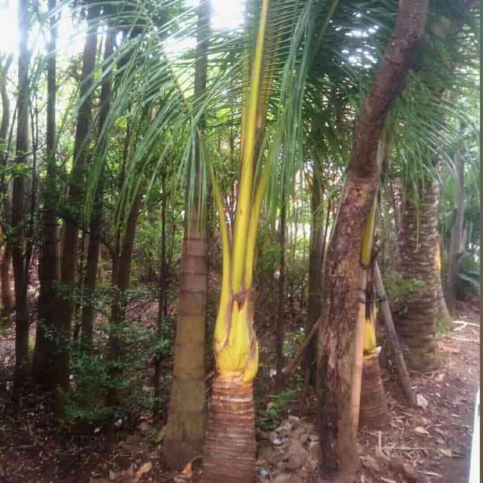 Jual pohon kelapa gading 081292127731