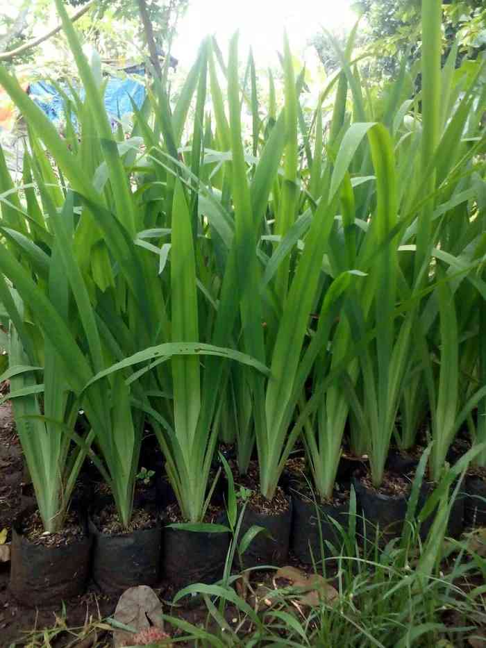 Jual pohon airis 081292127731