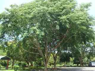 Jual pohon angsana 081282127731