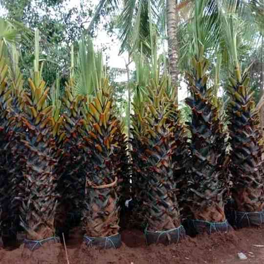 Jual pohon palem lontar 081292127731