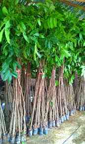 Jual pohon oleander 081292127731