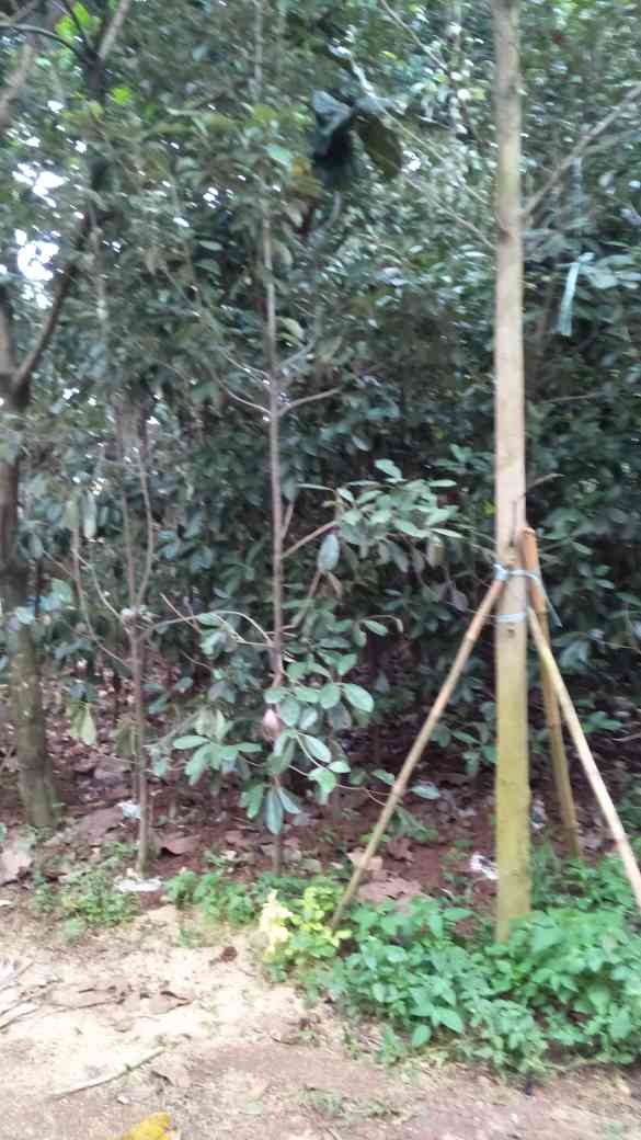 Jual pohon sawo kecik.sawo manila 081292127731 ini