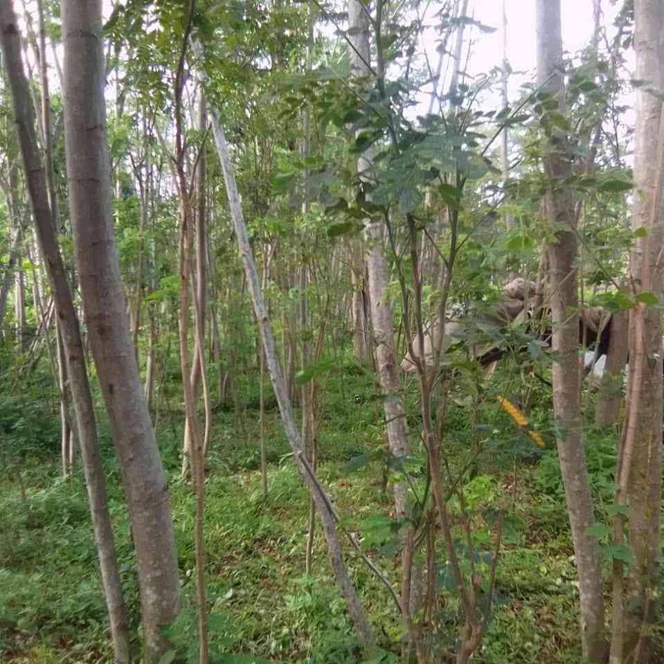 Jual trembesi 081292127731