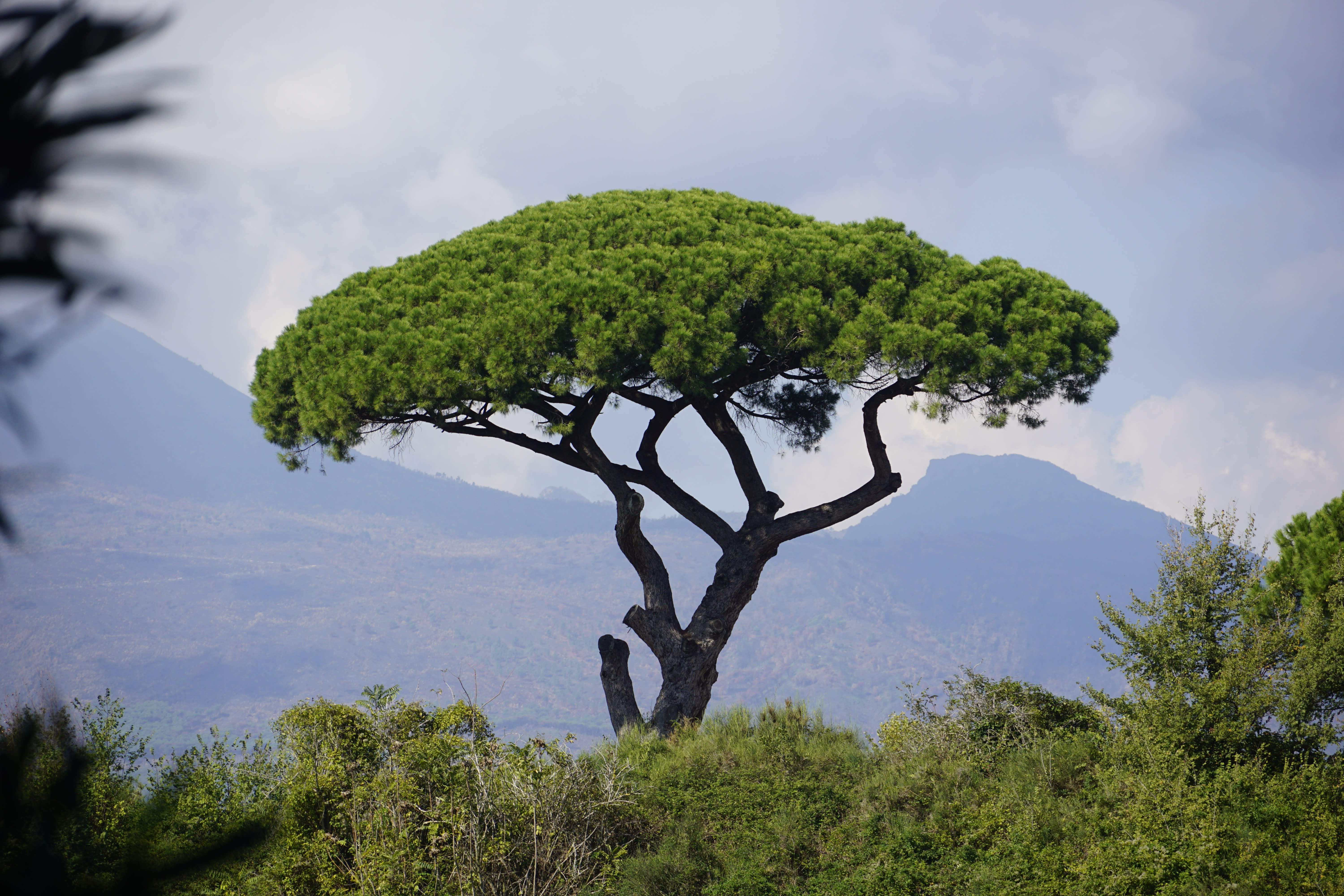 Vesuvio Tree