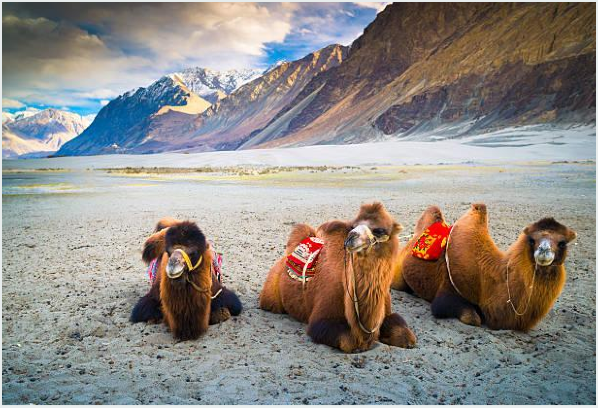 Ladakh Diaries: The Ultimate Adventure Escape