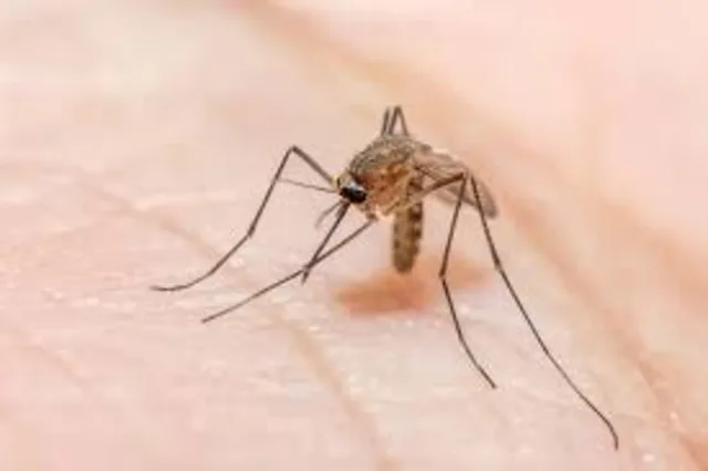 Perbedaan Antara Endemik, Epidemik dan Pandemik