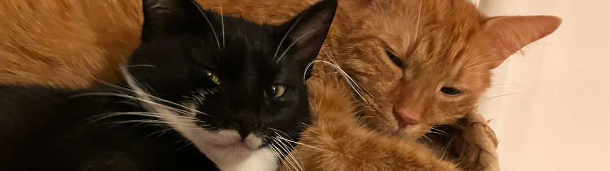 zdjęcie do artykułu