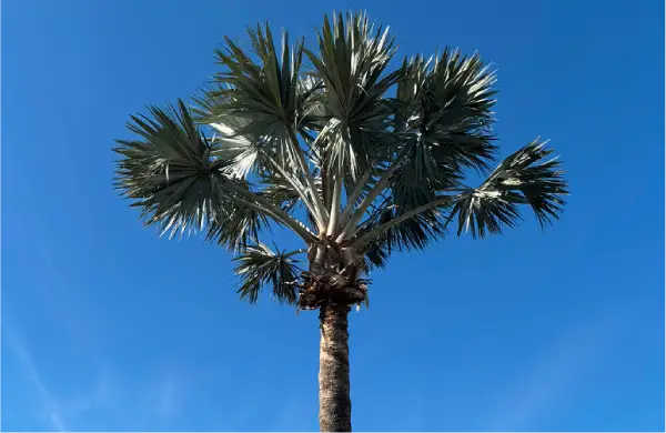 Palm tree after professional trimming