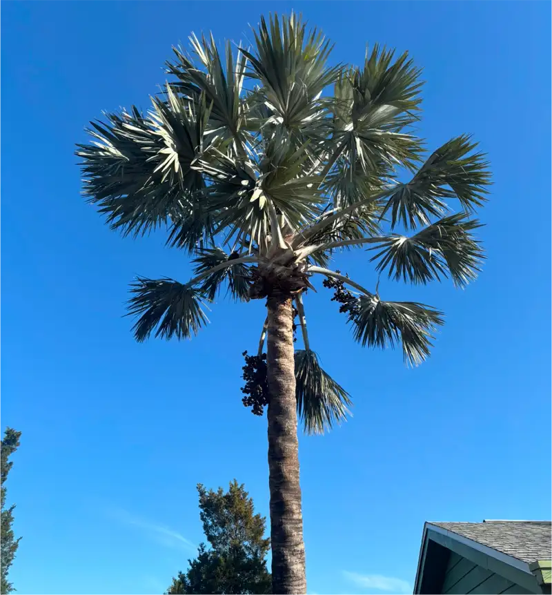 Palm tree after professional trimming