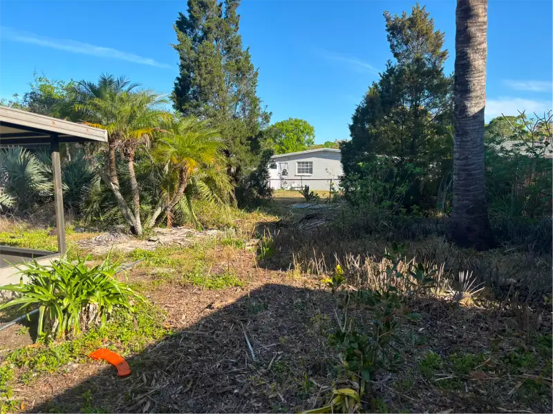 Backyard after major clean up with trimmed palms and fresh grass