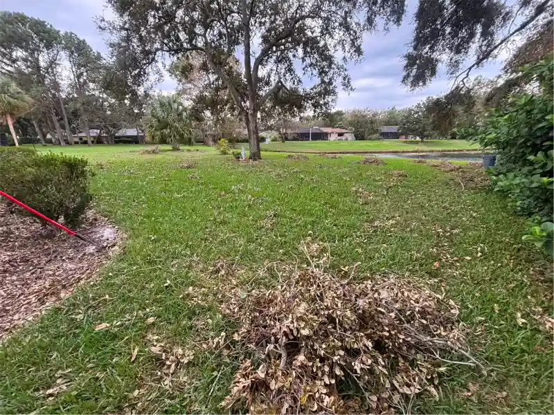 Backyard after leaf clean up and grass cutting