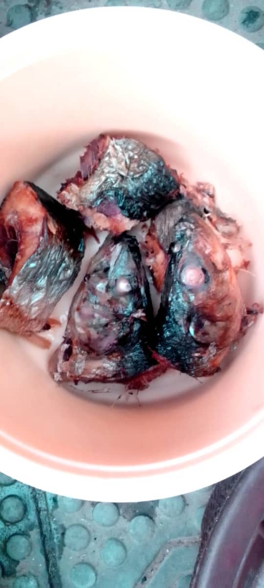 Croaker Fish