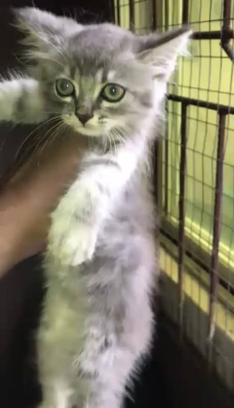 Turkish Angora from Aremo’s Kennel