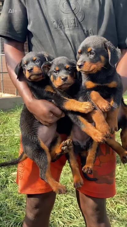 Rott Weiler from Aremo’s Kennel