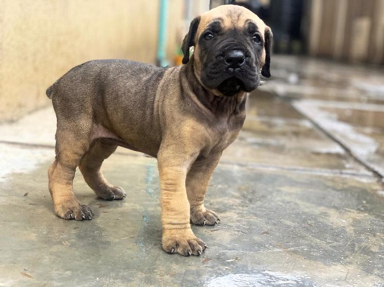 Boerboel from Aremo’s Kennel