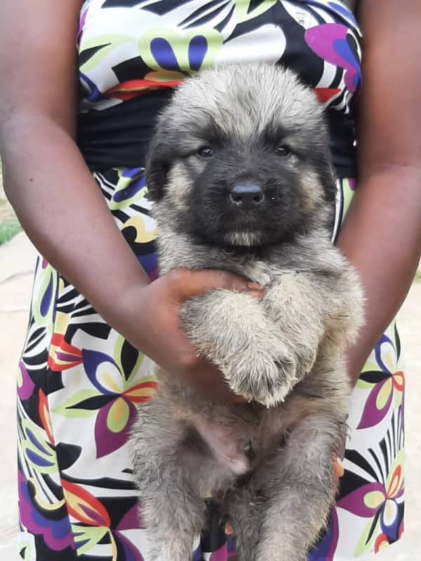 Caucasian from Aremo’s Kennel