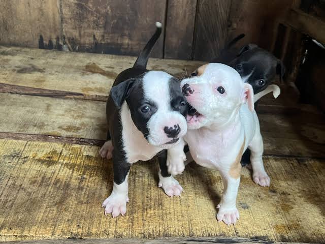 Pit Bull from Aremo’s Kennel