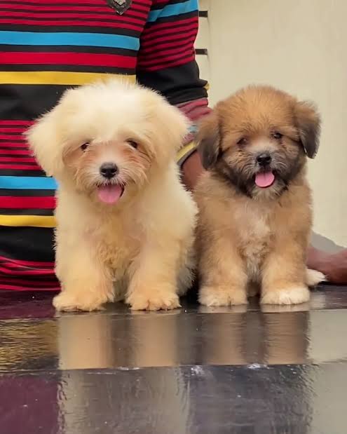 Lhasa Apso from Aremo’s Kennel