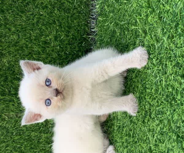 Turkish Angora from Aremo’s Kennel