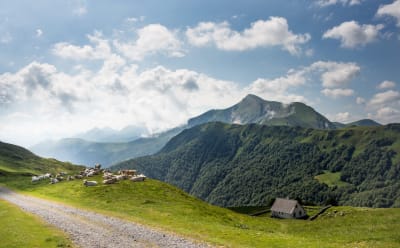 La forêt d'Iraty