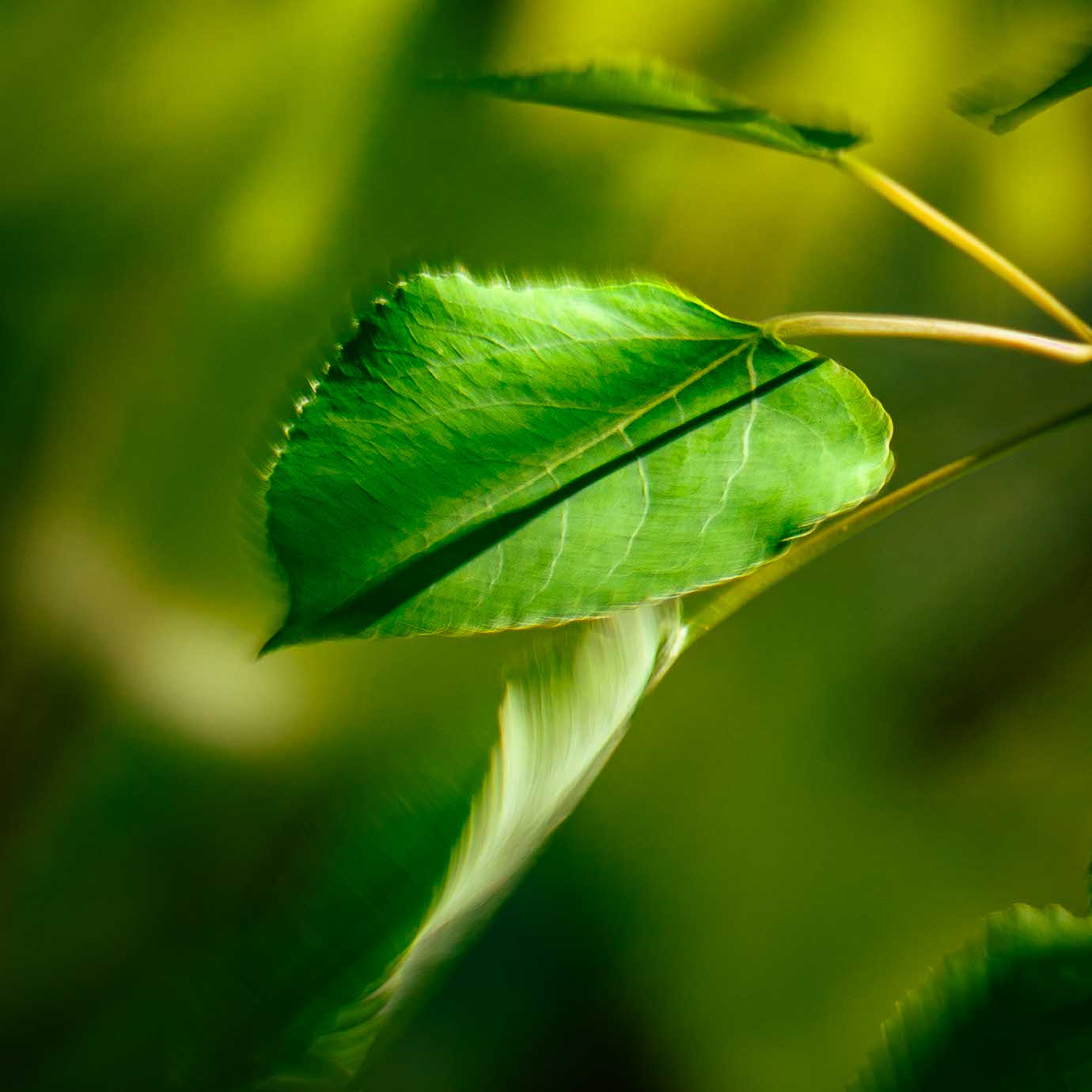 Photography by Nate Berenson