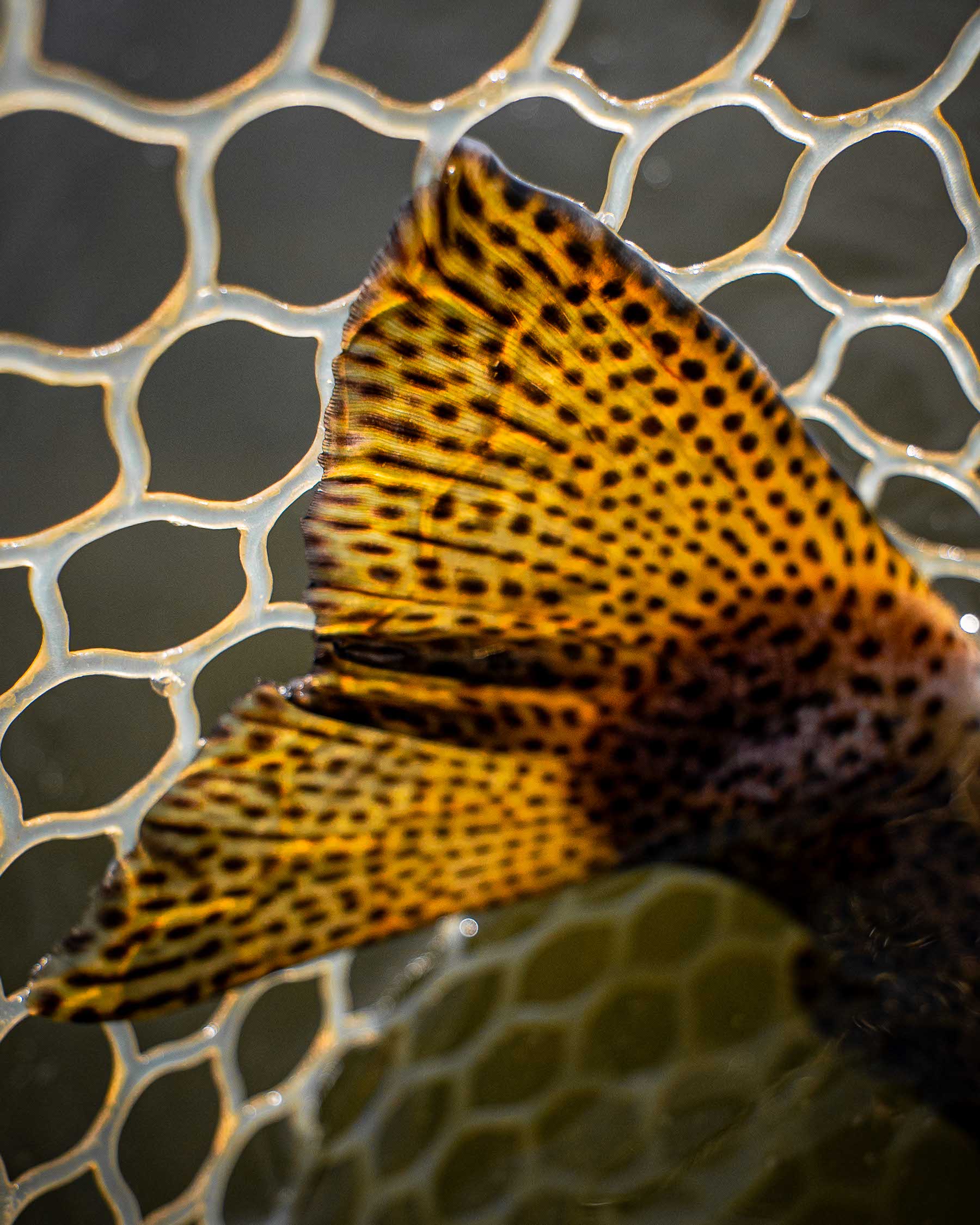 Photography by Nate Berenson