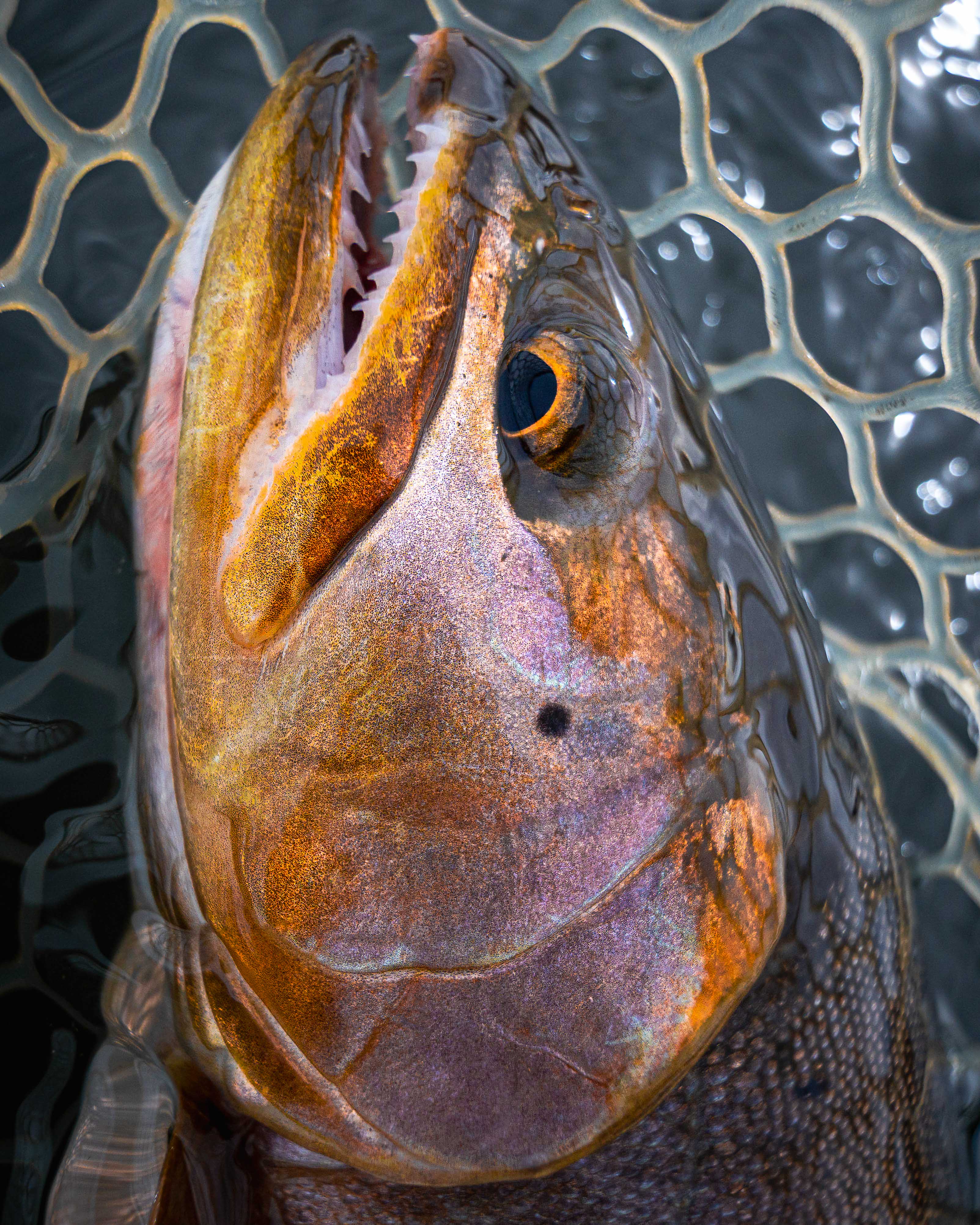 Photography by Nate Berenson