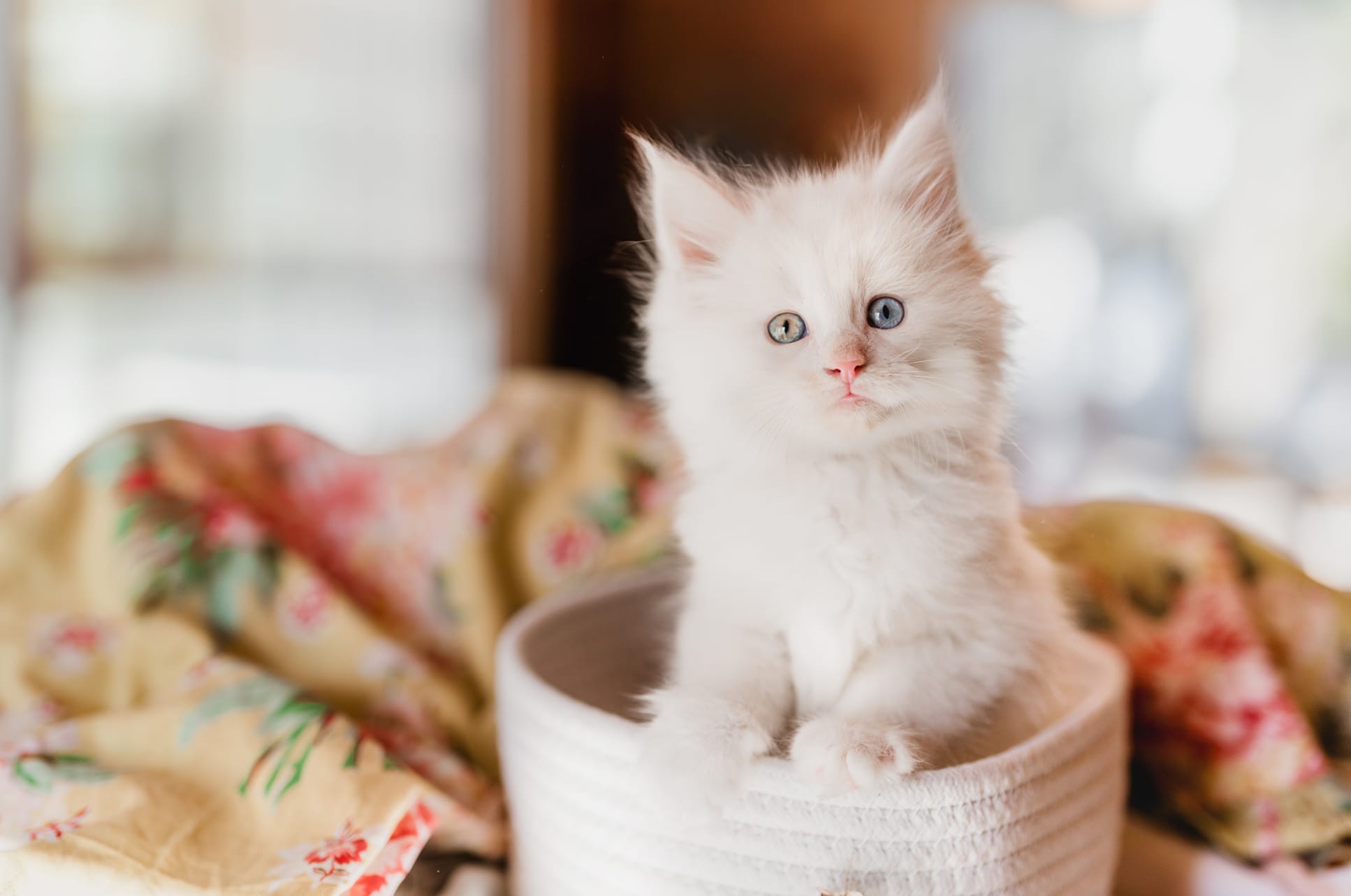 Looking for home for 2 kittens and their mama : r/Sacramento Apr _ 