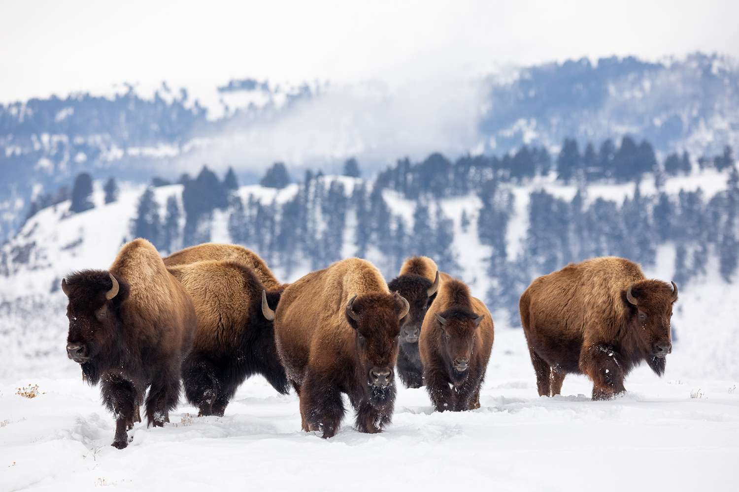 Bison at Yellowstone