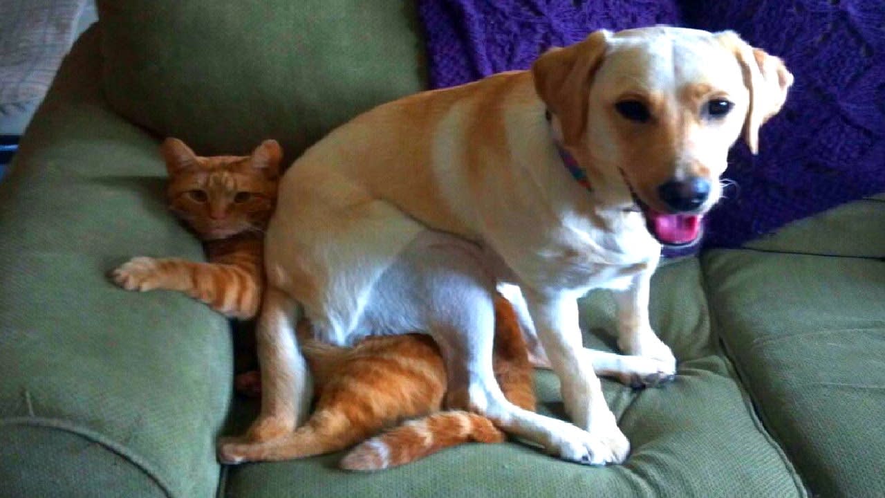 Pet Fees