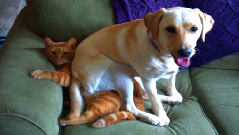 Pet Fees