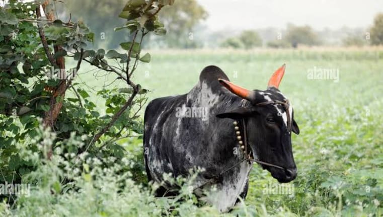 உம்பலாச்சேரி மாடு