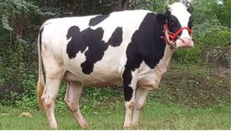 கோவை மாடு