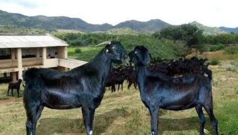 சேலம் கருப்பு ஆடு