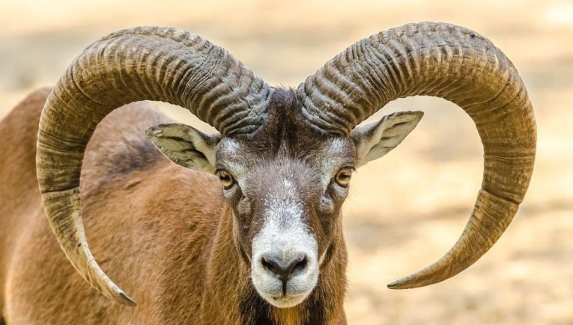 சுருள் ஆடு