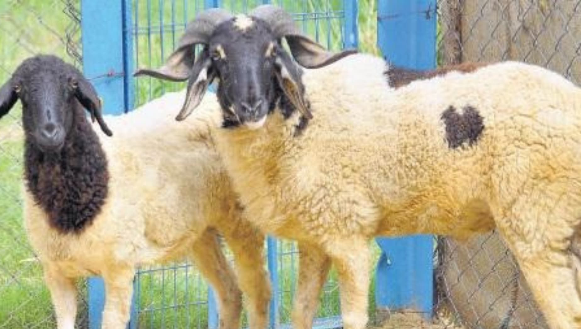 செம்மறி ஆடு