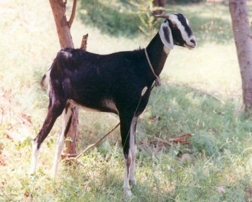 கன்னி ஆடு